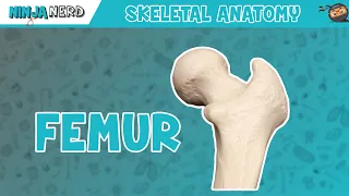 Femur Anatomy