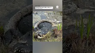 Alligator Devours Invasive Python in Florida