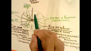 Лекція-  Спинний мозок.  Чутливі ганглії.  Нерв