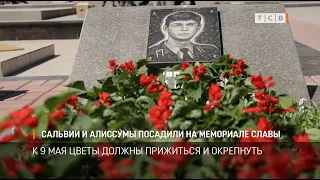 Сальвии и алиссумы посадили на Мемориале Славы