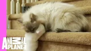 Mom to the Rescue! | Too Cute!