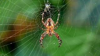 Webs of Intrigue [Full Documentary]