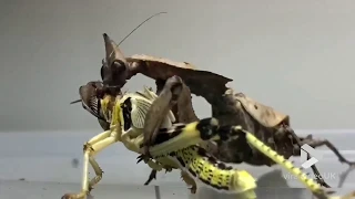 Praying Mantis eating a whole Locust || Viral Video UK