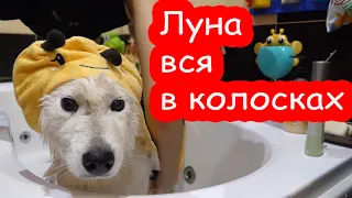 VLOG Бедная Настя