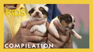 Baby Animals With Dr. Pol 🐶 | Dr. Pol Barnyard Babies | Nat Geo Kids Compilation | @natgeokids