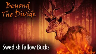 S6 Ep1 Swedish Fallow Bucks