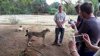 Cheetahs experience Park