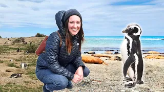 Penguin Paradise: Exploring Puerto Madryn's Wildlife