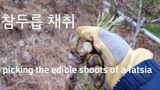 참두릅 채취하기 - picking the edible shoots of a fatsia