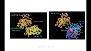 Biosignaling pt. 2: G-Protein Coupled Receptors (GPCRs pt. 1)