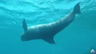 Израиль - Эйлат - красное море - дельфины