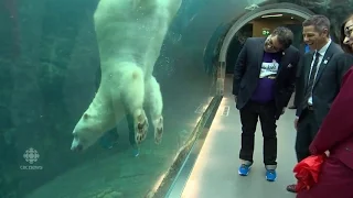 Calgary Mayor Naheed Nenshi gets playful show from Winnipeg's polar bears