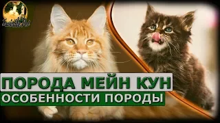 Порода мейн-кун - особенности породы