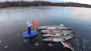 Ловля Вялой щуки на ЖерлицыЗимняя рыбалка на флажки Щука на ЖивцаОкунь на Балансир