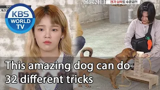 This amazing dog can do 32 different tricks (Dogs are incredible) | KBS WORLD TV 201021