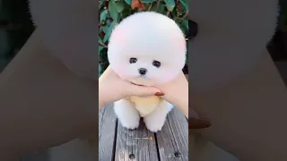 Cute puppy videos #shorts🐶🐶🐕❤️