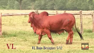 VL Rojo Designer 5/12