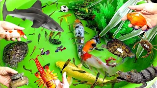 Cute Animals, Shark, Crocodile, Turtle, Goldfish, Koi, Crab, Shrimp (Shark,Frog,Fish Type Fish)