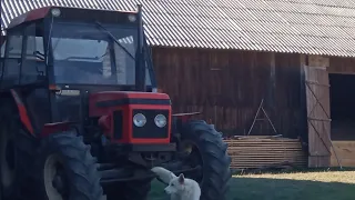 obornik oporem💯 Zetor i ursus w akcji🚜🚜💯sterta mała ale pół pola zrobione