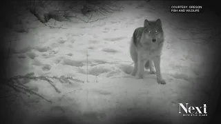 We don't know where Colorado's getting its new wolves