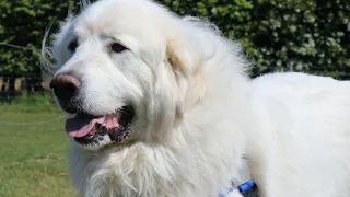 What the Great Pyrenees Owner Should Know