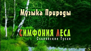 Музыка для учебы и творчества с пением птиц 🌿 Симфония Леса  музыка природы!