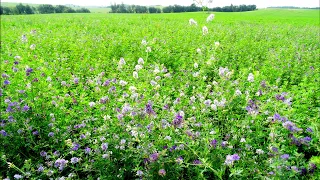 THE HEALING EFFECT OF BIRDS SINGING IN A FLOWER MEADOW WILL HELP THE HEART AND NERVOUS SYSTEM