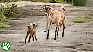 Baby goat is reunited with his mom