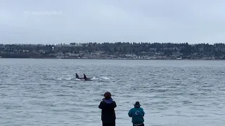 In Seattle, phones ding. Orcas could be close. A WhatsApp group chat is helping people spot whales f