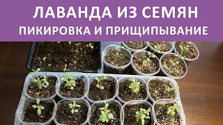 Лаванда из семян Пикировка Прищипывание