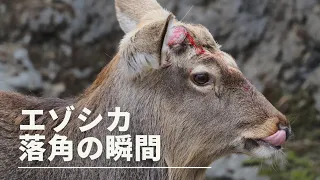 エゾシカのQ　上野動物園　角が落ちる瞬間！2023/3/22　Hokkaido Sika Deer