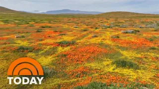 California hills burst with color in rare wildflower ‘superbloom’