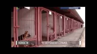 Четвероногая стража