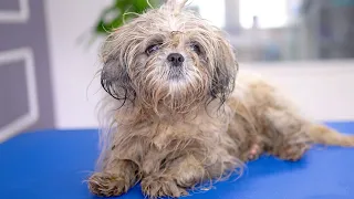 This rescue dog will soon be the happiest dog!! 🐶🛁✂️❤️The transformation of an abandoned dog!