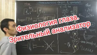 Физиология глаза. Зрительный анализатор. Physiology of the eye. Visual analyzer.