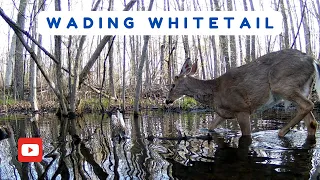 Young Whitetail Buck Wades Through Vernal Pool | Trail Cam Video