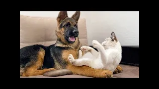 New Funny Animals Video 2023 | Funniest Cats and Dogs Videos | New Funny Video Of Cat And Dogs #243