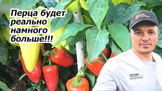 A common mistake that reduces the yield of sweet peppers by half!