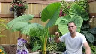 Growing Another Giant - Alocasia 'Borneo Giant'