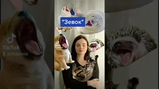 Что такое ЗЕВОК Шахматы для начинающих