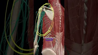 Болевой синдром передней зубчатой мышцы #shorts #курсымассажа #обучениемассажу #массаж #анатомия