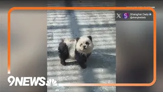 Zoo in China goes viral for disguising dogs as pandas