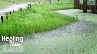 수변 산책길에 내리는 폭우, 비오는날 풍경과 빗소리로 마음을 위로 받고 편하게 잠드세요.