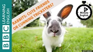 Rabbits: cuddly friends or cunning tricksters? 6 Minute English