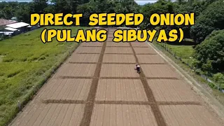 Paano mag tanim ng sibuyas? | Direct Seeded Onion