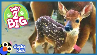 Baby Deer Grows Into Buck Who Loves His Rescue Mom So Much | Baby 2 Big | Dodo Kids