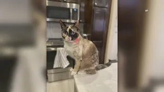 Utah cat takes surprise trip to California