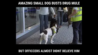 Dog Amazingly Busts Drug Mule