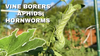 Bugs in the Garden | Vine Borers, Aphids, and Tomato Hornworms