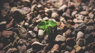 [Цой на японском] 俺は木を植える... ツオイを和訳して歌ってみた！Перевод песни группы Кино "Я посадил дерево…".